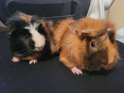 Two Female Guinea Pigs for Free