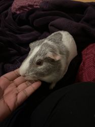 Male 2 years old guinea pig in need to be re-homed