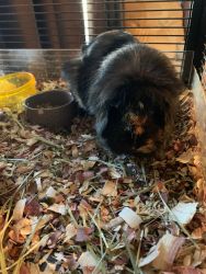 Rehoming of 2 bonded female guinea pigs