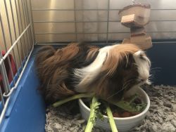FREE GUINEA PIGS MUST REHOME