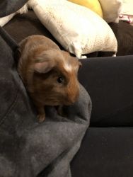Super sweet guinea pig