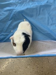 Black, brown, and white guinea pig
