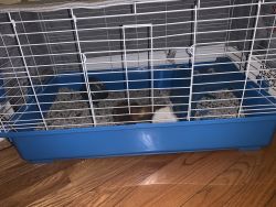 Male Guinea Pig For Sale