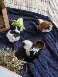 Three Guinea Pigs for SALE