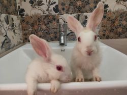 Cute fluppy rabbits