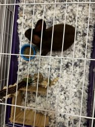 Bunny With cage , water bottle , toys