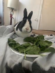 Rabbit in need of a new home!!!