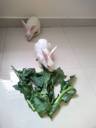 5 months old rabbit