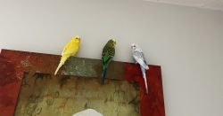 3 parakeets, cage , foods and toys for sell