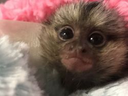 Adorable male and female Sweet Marmoset Monkey for rehoming contact at