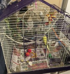 Budgies for sale 65$
