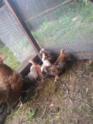 I sell baby chicks there likes mouths