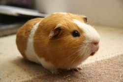 baby guinea pigs for sale