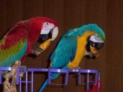 Blue And Gold Macaw Parrots , Male And Female,
