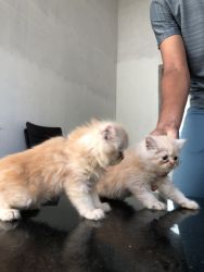 Persian cats available