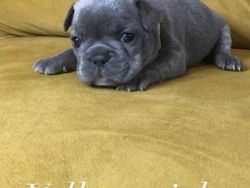 Adorable French Bulldog puppies for sale