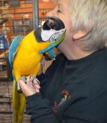 Tame DNA female blue nd gold macaw