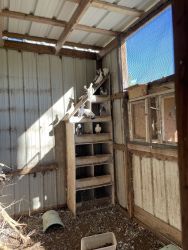 Homing Pigeons for sale