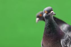 Pigeon male and female