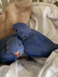 Bird Ring neck pair mail and female 7 weeks