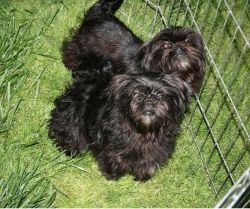 very lovely Affenpinscher pupps available to go