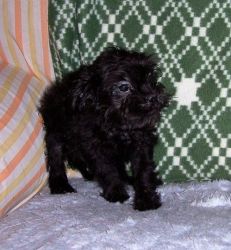 AKC Female Affenpinscher puppy available for sale