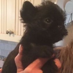 Amazing Male& female Affenpinscher Puppies For Sale.