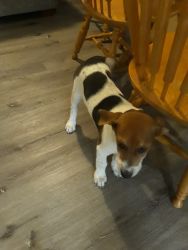 11 week old pointer hound puppy