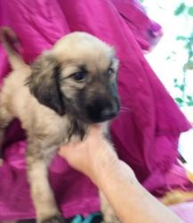 Don\'t Miss This Afghan Hound Puppies For Sale .