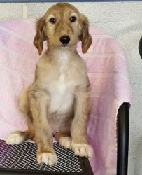 Excellent Afghan Hound Puppies