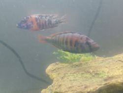 Rehoming Cichlids
