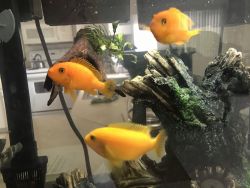 Cichlids available