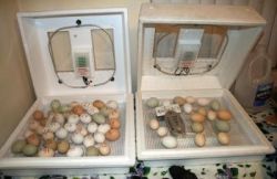 hatching Parrot eggs for sale