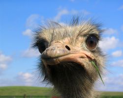 legless ostriches for sale