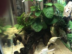 Aquatic albino clawed frogs