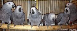 HAND REARED AFRICAN GREY WITH CAGE SUPER TAME