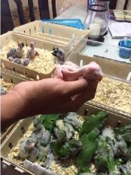 Fertile hatching Parrots eggs and babies