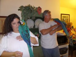 Macaw parrots for good home
