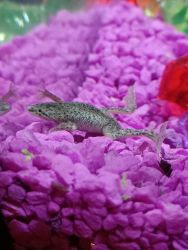 African Dwarf Frogs rehome