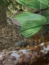 2 African Dwarf Frogs looking for new home with more friends
