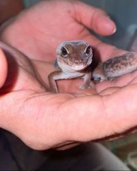 African Fat Tailed Gecko, 11mo