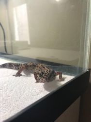 FREE Leopard Gecko