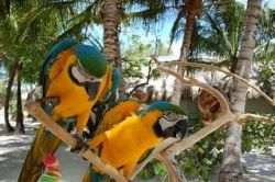 Gold Macaw Parrots for Adoption