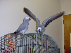 Tamed And Dna Tested African Grey Parrots
