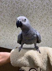 African greys parrot for rehoming