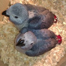 African greys parrot available now for their new home