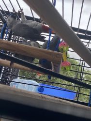 2 African grey parrots for sale