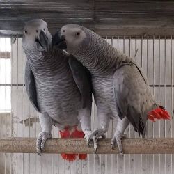 Hand Raised African Grey Parrots