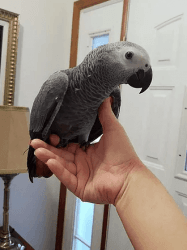 Talking Congo African grey parrots for sale