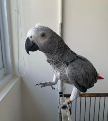 Congo African Grey & Macaw Parrots for sale